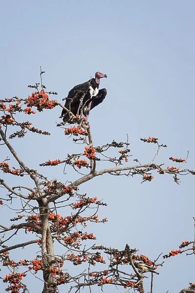 Red-headed vulture (Asian king vulture) (Indian black vulture) (Pondicherry vulture)