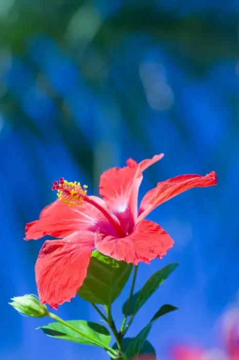 Framed Print : A red hibiscus flower in January, Cuba, West Indies, Central America Framed Print : A red hibiscus flower in January, Cuba, West Indies, Central America