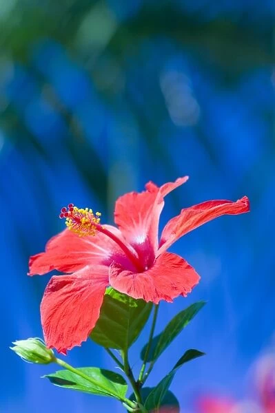A red hibiscus flower in January, Cuba, West Indies, Central America
