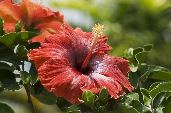 Red hibiscus flowers, Costa Rica, Central America
