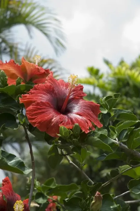 Framed Print : Red hibiscus flowers, Costa Rica, Central America Framed Print : Red hibiscus flowers, Costa Rica, Central America