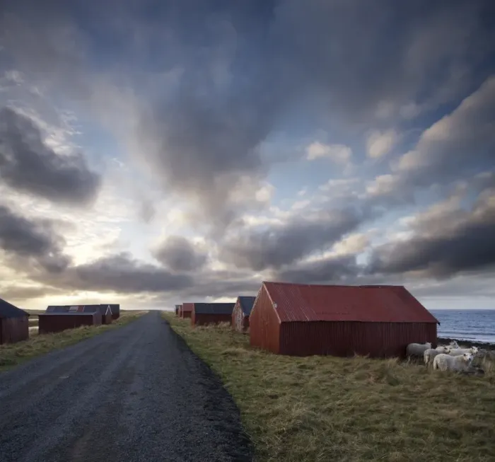 Framed Print : Red huts and sheep at sunset on coast, Lofoten Islands, Norway, Scandinavia, Europe Framed Print : Red huts and sheep at sunset on coast, Lofoten Islands, Norway, Scandinavia, Europe