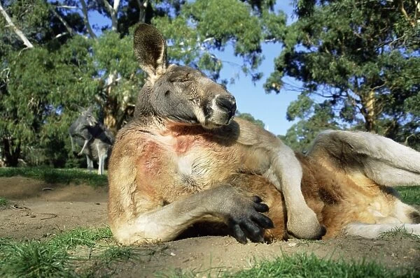 Red kangaroo, Macropus rufus, Cleland Wildlife Park, South Australia, Australia