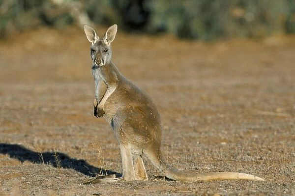 Red kangaroo (Macropus rufus), Mootwingee National Park, New South Wales