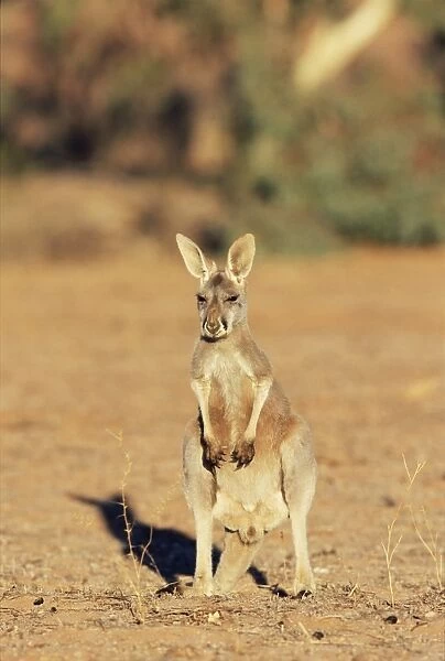 Red kangaroo, Macropus rufus, Mootwingee National Park, New South Wales