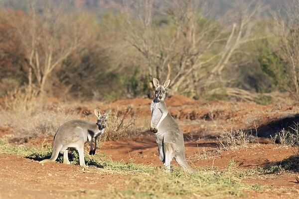 Two red kangaroos, Macropus rufus, Mootwingee National Park, New South Wales