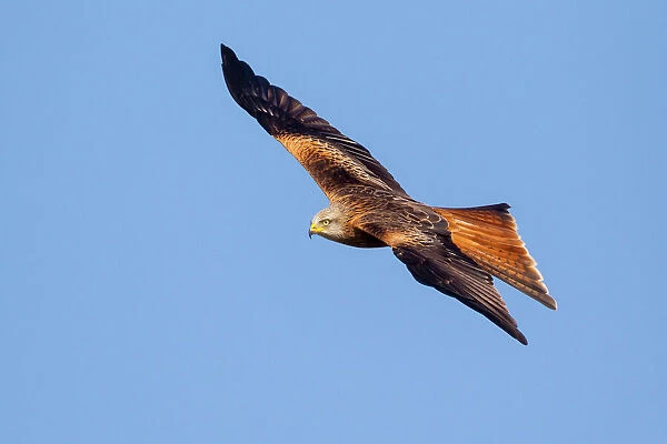 Red kite (Milvus milvus) in flight, Rhayader, Wales, United Kingdom, Europe
