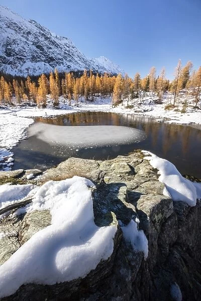 Red larches frame the frozen Lake Mufule, Malenco Valley, Province of Sondrio, Valtellina