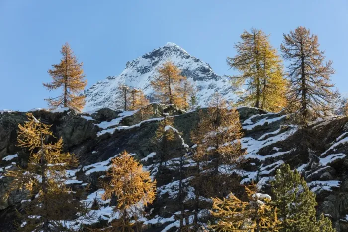 Framed Print : Red larches frame the snowy peaks, Malenco Valley, Province of Sondrio, Valtellina