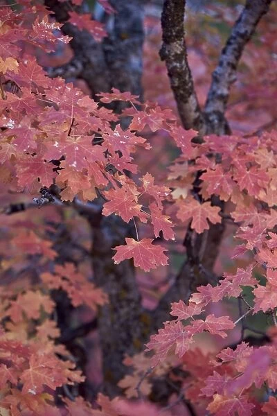 Red leaves on a big tooth maple (Acer grandidentatum) in the fall, Zion National Park, Utah, United States of America, North America