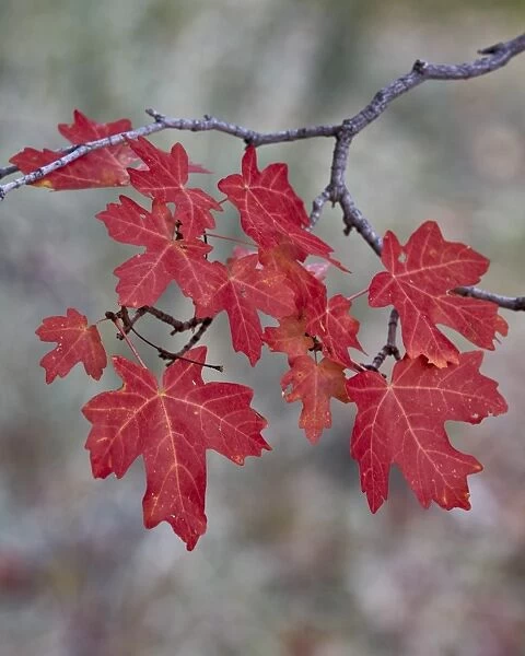 Red leaves on a big tooth maple branch in the fall, Zion National Park, Utah, United States of America, North America
