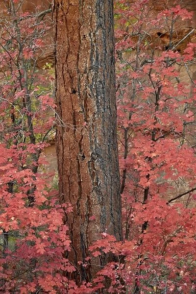 Red leaves on a bigtooth maple (Acer grandidentatum) surround a Ponderosa pine trunk in the fall, Zion National Park, Utah, United States of America, North America