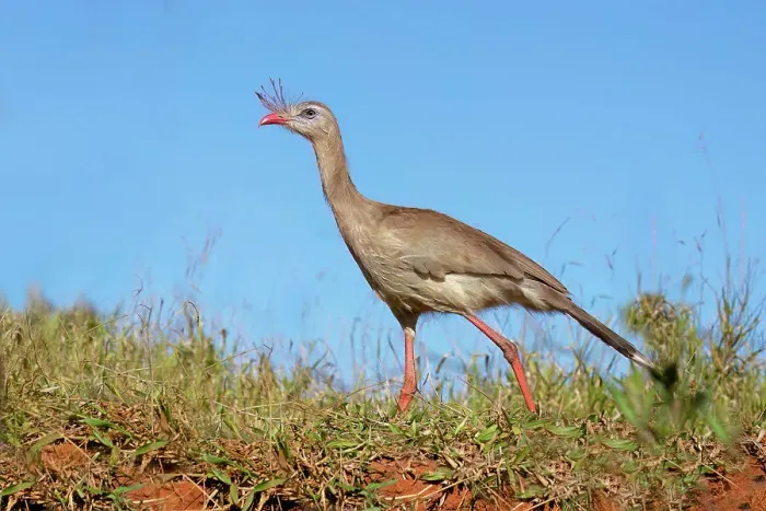 Framed Print : Red-legged Seriema (Crested Seriema) (Cariama cristata) on red soil, Serra da Canastra National Park, Minas Gerais, Brazil, South America