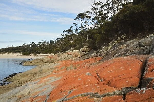 Red lichen on rocks, Wineglass Bay, Freycinet National Park, Freycinet Peninsula