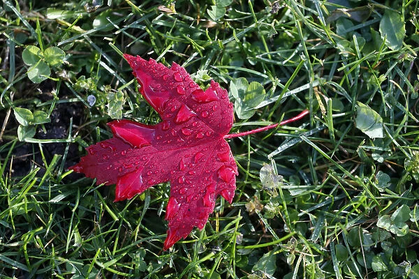 Red maple leaf with drops of water in autumn, France, Europe
