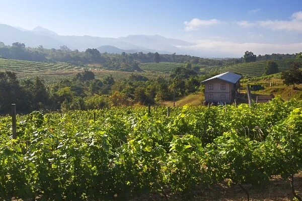 Red Mountain Estate winery, Nyaungshwe, Inle Lake, Shan State, Myanmar (Burma), Asia