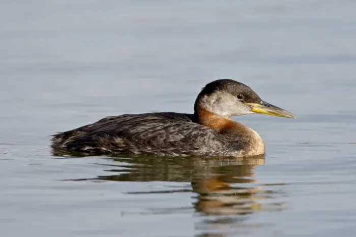 Framed Print : Red-necked grebe (Podiceps grisegena), Wasilla, Alaska, United States of America