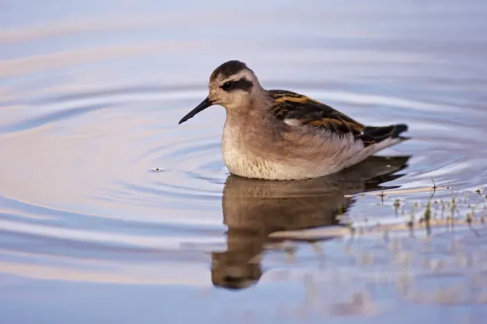 Framed Print : Red-necked phalarope (phalaropus lobatus), North Iceland (Nordurland), Iceland Framed Print : Red-necked phalarope (phalaropus lobatus), North Iceland (Nordurland), Iceland