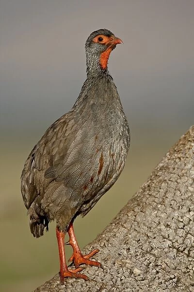 Red-Necked Spurfowl (Red-Necked Francolin) (Francolinus afer) (Pternistes afer)