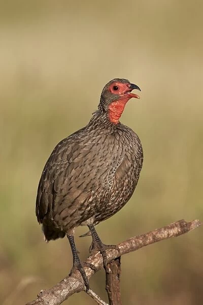 Red-Necked Spurfowl (Red-Necked Francolin) (Francolinus afer) (Pternistes afer) calling, Kruger National Park, South Africa, Africa