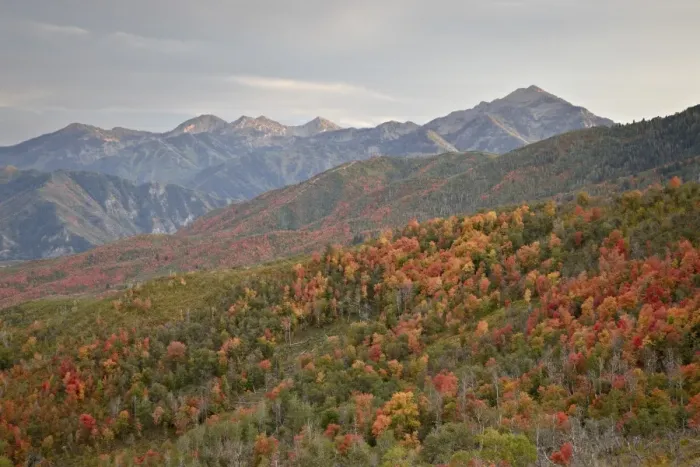 Framed Print : Red and orange fall colors in the Wasatch Mountains, Uinta National Forest, Utah, United States of America, North America Framed Print : Red and orange fall colors in the Wasatch Mountains, Uinta National Forest, Utah, United States of America, North America