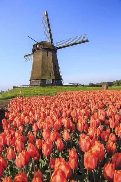 Red and orange tulip fields and the blue sky frame the windmill in spring, Berkmeer