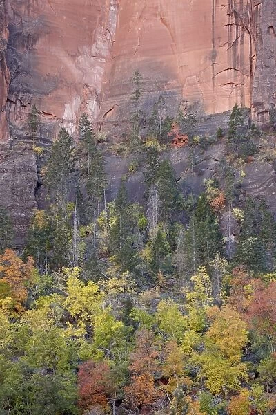 Red orange and yellow trees in the fall in a red rock canyon, Zion National Park