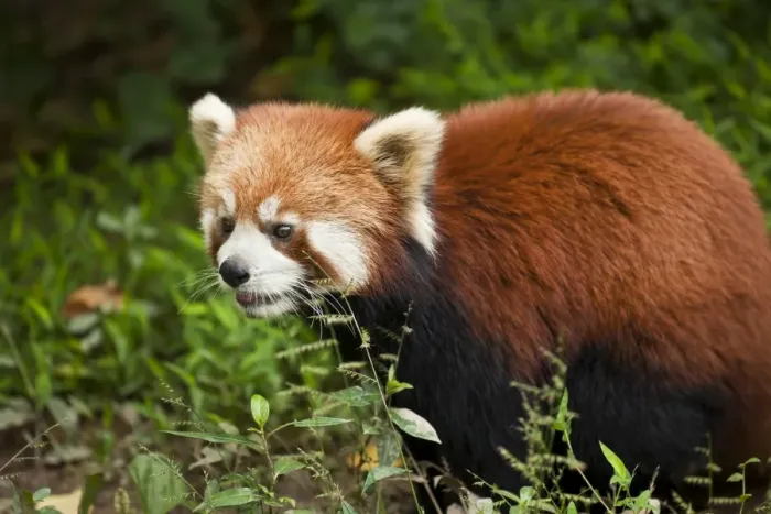Framed Print : Red Panda (Ailurus fulgens), Panda Breeding and Research Centre, Chengdu Framed Print : Red Panda (Ailurus fulgens), Panda Breeding and Research Centre, Chengdu