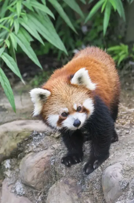 Framed Print : Red Panda (Ailurus fulgens), Sichuan Province, China, Asia Framed Print : Red Panda (Ailurus fulgens), Sichuan Province, China, Asia