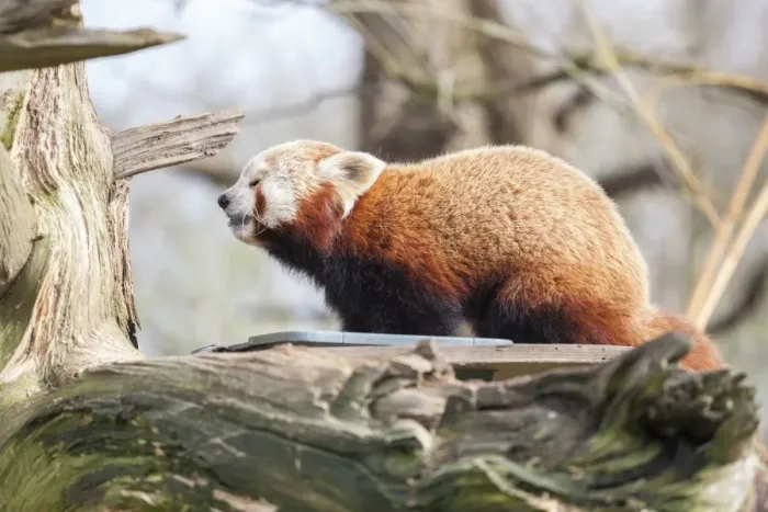 Framed Print : Red panda, Cotswold Wildlife Park, Costswolds, Gloucestershire, England, United Kingdom, Europe Framed Print : Red panda, Cotswold Wildlife Park, Costswolds, Gloucestershire, England, United Kingdom, Europe