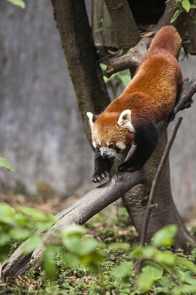 A red panda goes down from a tree in a wildlife reserve of India where these animals