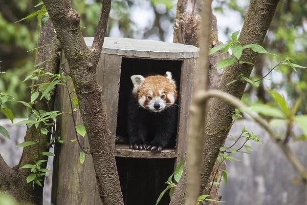 A red panda remains hidden in his shelter, built by forest guards who protect this