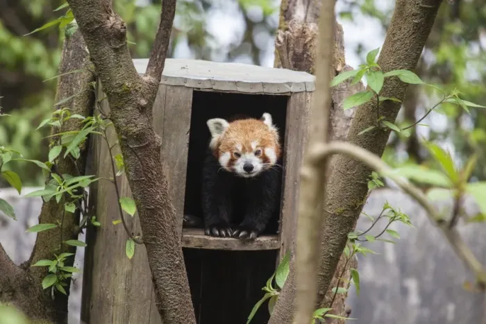 Framed Print : A red panda remains hidden in his shelter, built by forest guards who protect this Framed Print : A red panda remains hidden in his shelter, built by forest guards who protect this