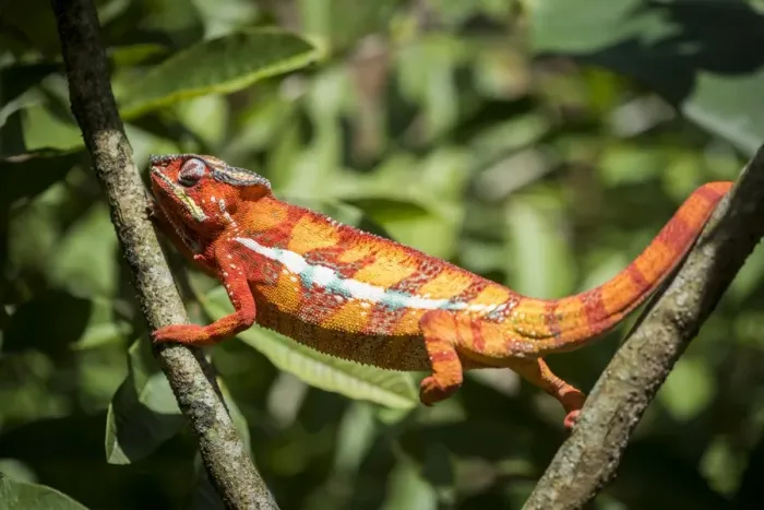 Framed Print : Red panther chameleon (Furcifer pardalis), endemic to Madagascar, Africa Framed Print : Red panther chameleon (Furcifer pardalis), endemic to Madagascar, Africa