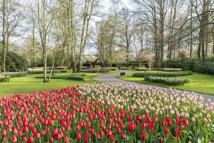 Framed Print : Red and pink tulips at Keukenhof Gardens, Lisse, South Holland province, Netherlands