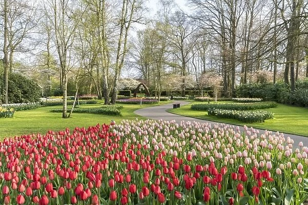 Red and pink tulips at Keukenhof Gardens, Lisse, South Holland province, Netherlands