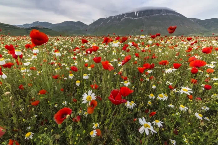 Framed Print : Red poppies and daisies in bloom, Castelluccio di Norcia, Province of Perugia, Umbria Framed Print : Red poppies and daisies in bloom, Castelluccio di Norcia, Province of Perugia, Umbria