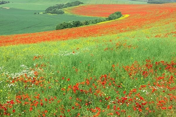 Red Poppies field, Cote d Opale, Region Nord-Pas de Calais, France