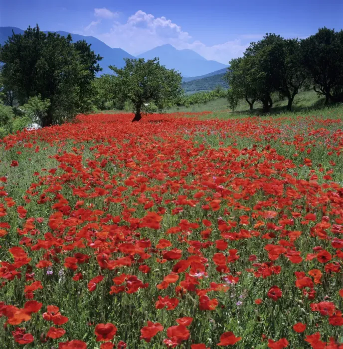 Framed Print : Red poppies growing in the Umbrian countryside, Umbria, Italy, Europe Framed Print : Red poppies growing in the Umbrian countryside, Umbria, Italy, Europe