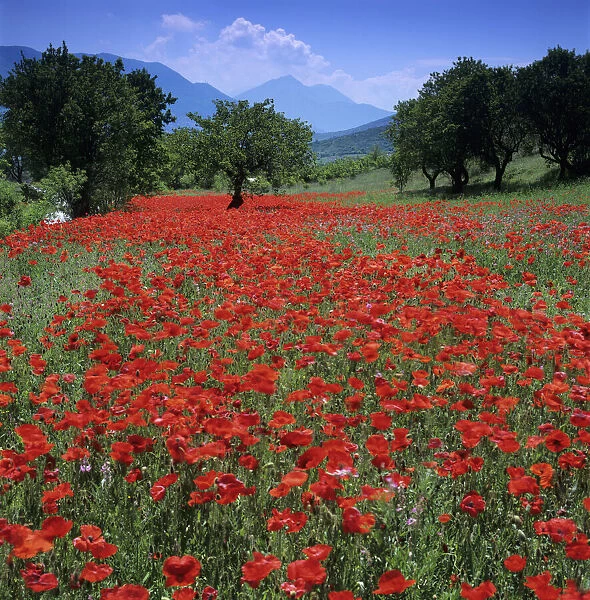 Red poppies growing in the Umbrian countryside, Umbria, Italy, Europe