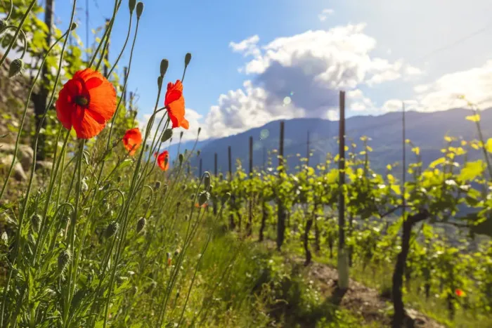 Framed Print : Red poppies and vineyards, Bianzone, Sondrio province, Valtellina, Lombardy, Italy Framed Print : Red poppies and vineyards, Bianzone, Sondrio province, Valtellina, Lombardy, Italy