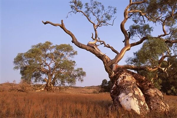 Red River Gum tree, Eucalyptus camaldulensis, Flinders Range, South Australia