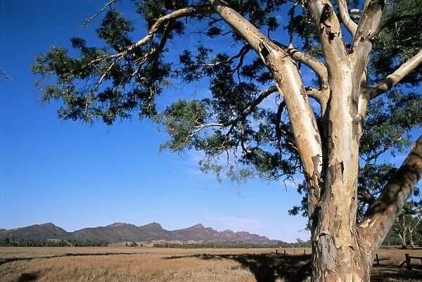 Red River gum tree (Eucalyptus camaldulensis), Wilpena, Flinders Ranges