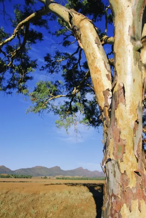Framed Print : Red River Gum, Wilpena, Flinders Range, South Australia, Australia Framed Print : Red River Gum, Wilpena, Flinders Range, South Australia, Australia