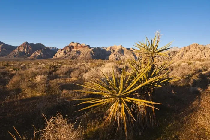 Framed Print : Red Rock Canyon outside Las Vegas, Nevada, United States of America, North America Framed Print : Red Rock Canyon outside Las Vegas, Nevada, United States of America, North America