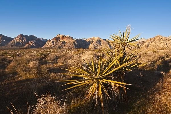 Red Rock Canyon outside Las Vegas, Nevada, United States of America, North America