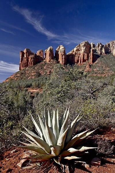 Red rock formations and an agave plant, Coconino National Forest, Arizona