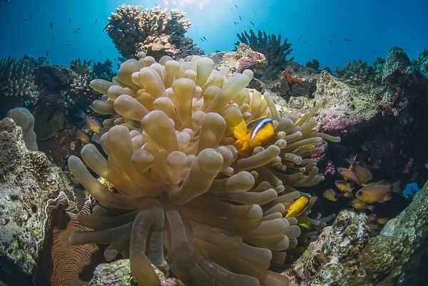 Red Sea Anemone fish (Amphiprion bicinctus) and Bubble anemone (Entacmaea quadricolor), Naama Bay, Sharm El Sheikh, Red Sea, Egypt, North Africa, Africa