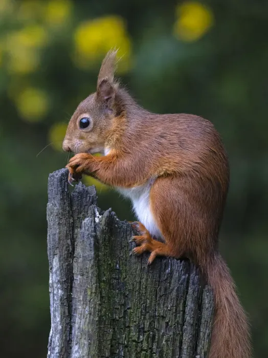 Framed Print : Red Squirrel, County Laois, Leinster, Republic of Ireland, Europe Framed Print : Red Squirrel, County Laois, Leinster, Republic of Ireland, Europe