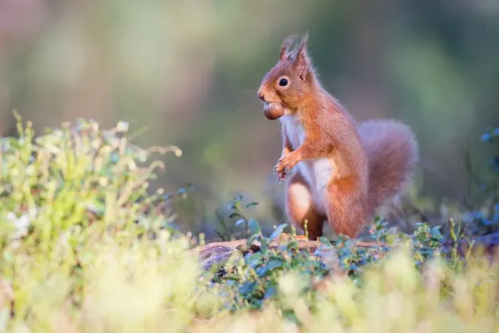 Framed Print : Red squirrel with nut, Cairngorms National Park, Scotland, United Kingdom, Europe Framed Print : Red squirrel with nut, Cairngorms National Park, Scotland, United Kingdom, Europe